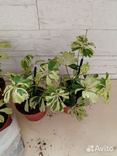 Комнатные цветы