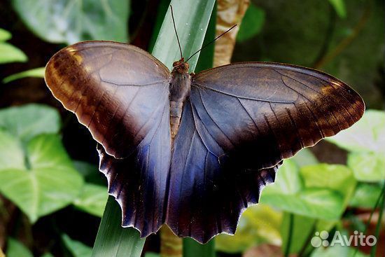 Живые экзотические бабочки Тропическая Ночь т/б-2