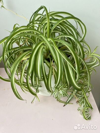 Хлорофитум кудрявый
