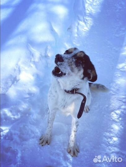Очень умная собака Бэлла ищет дом. Стерилизована