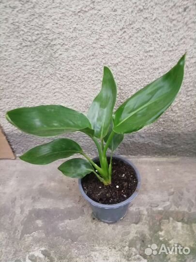 Стрелиция Николая