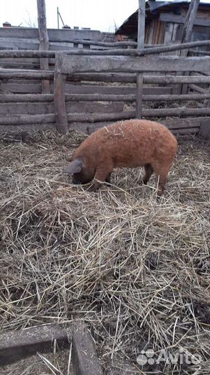 Венгерская мангалица