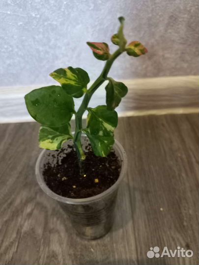 Кротон Пиктум спот