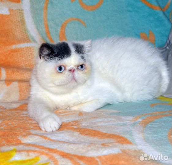 Экзотический короткошерстный котик