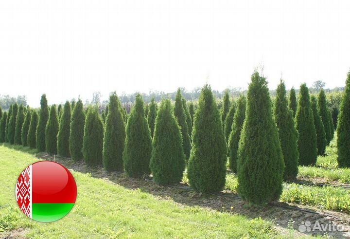 Туи Ростовка большая 5 м