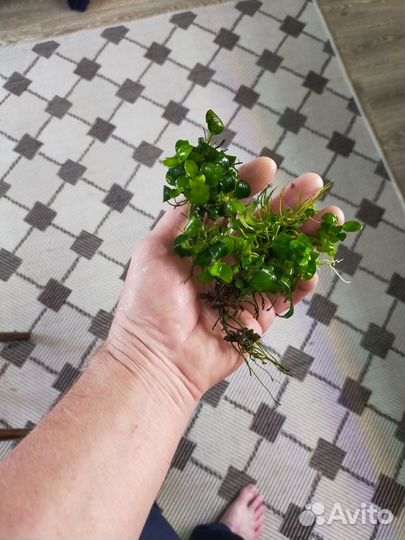 Аквариумные растения