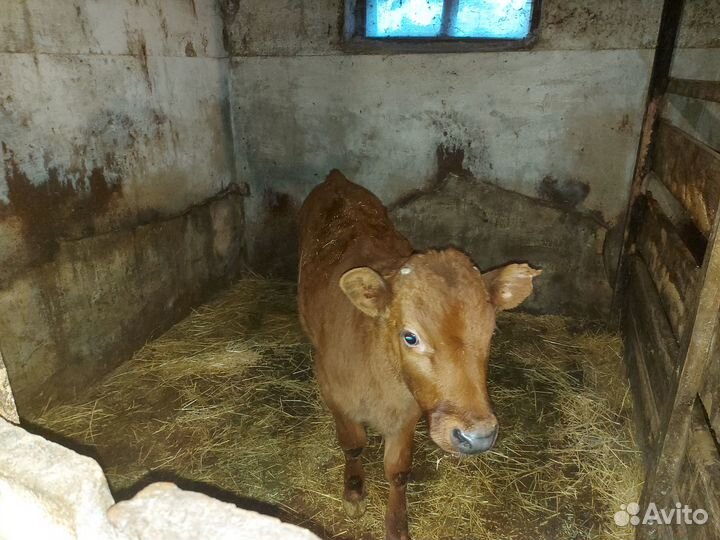 Продаются телета