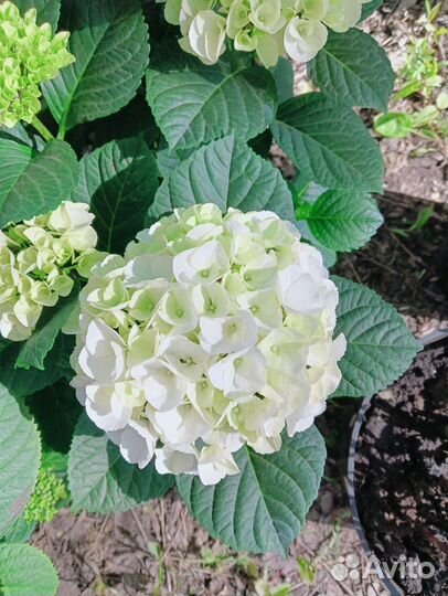 Гортензия крупнолистная