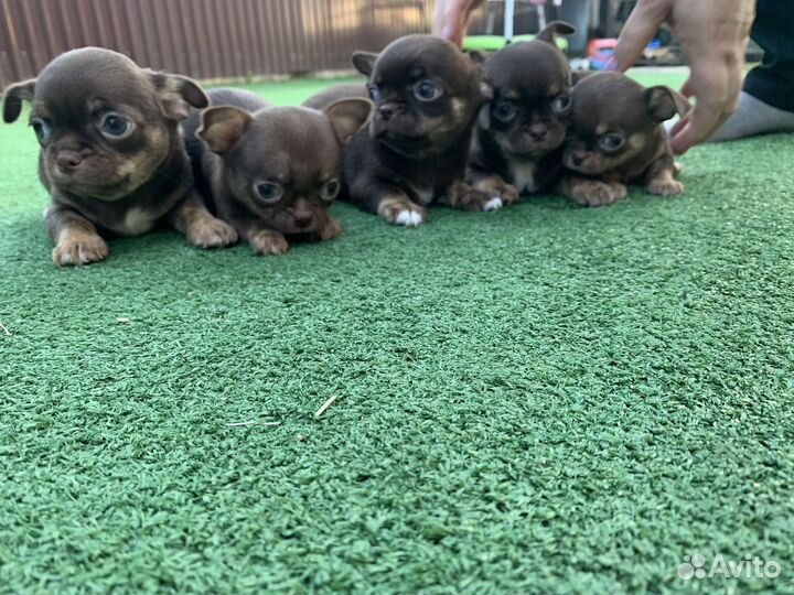 Щенки чихуахуа