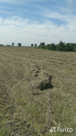 Товары для домашних животных