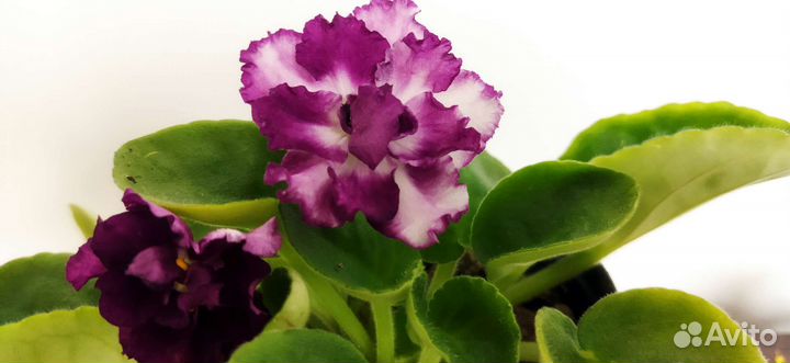 Сортовые фиалки