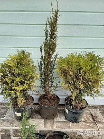 Хвойные растения и саженцы спирея грефштейн