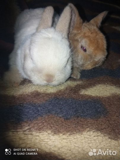 Милашки девочки