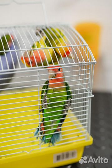 Неразлучник попугай