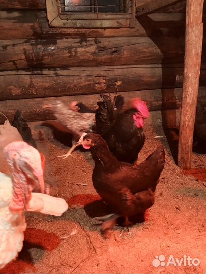 Кролики 12 шт. 5месяцев индюк 6. Петух 6 м
