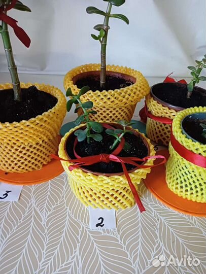 Толстянка (Денежное дерево)