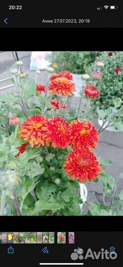 Хризантемы