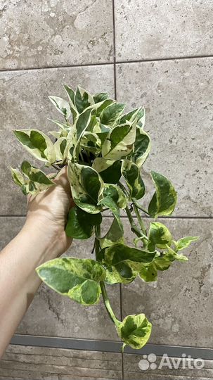 Сциндапсус экзотика марбл квин хеппи лиф