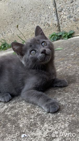 Красивенный котенок