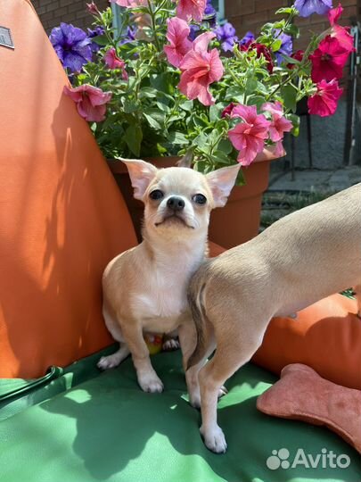 Красавчики