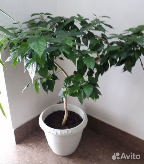 Большой цветок в горшке / Китайская роза