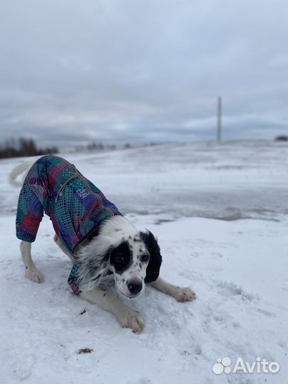 Зимний костюм для собак