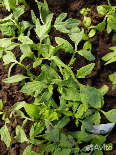 Рассада помидор