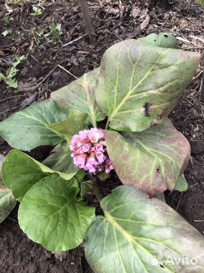 Флоксы, бадан