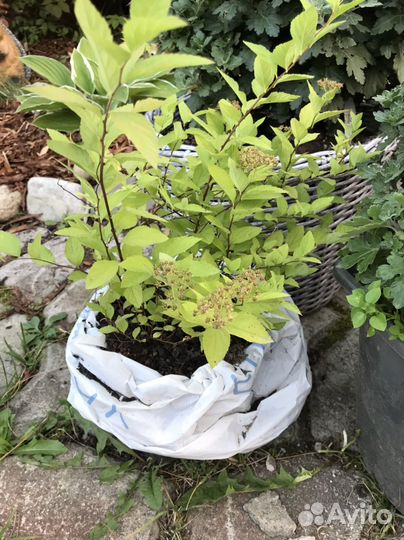 Спирея голд флэйм (желтая листва)