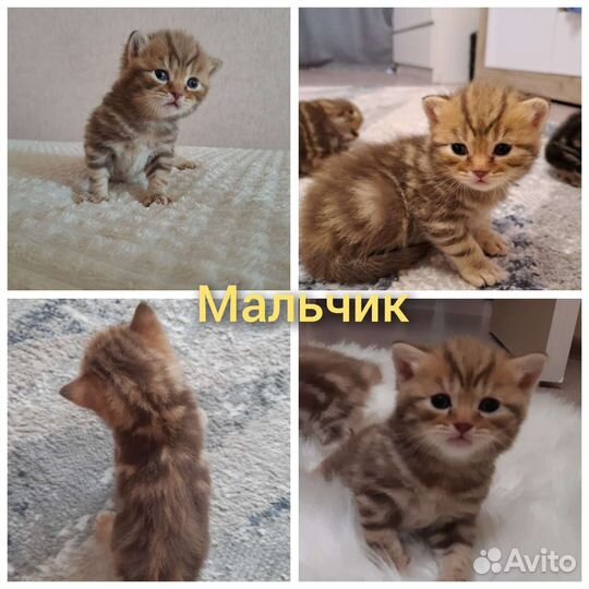 Шотландские котята