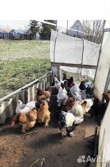 Инкубационное яйцо кур брама