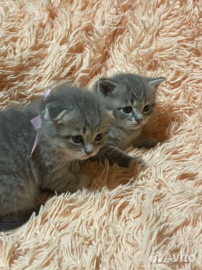 Шотландские котята