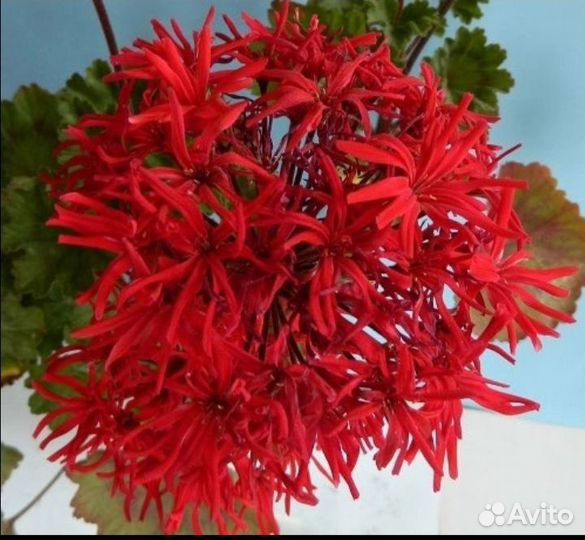 Пеларгония