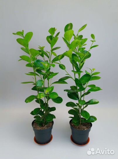 Фикус Мокламе высотой 68 см