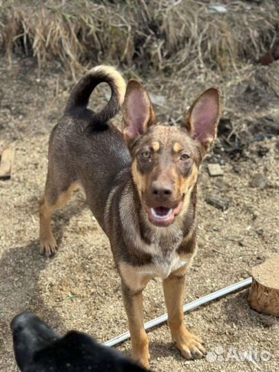 Собака в добрые руки щенок
