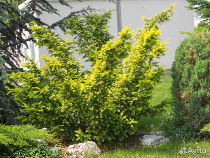 Тис (читайте описание)