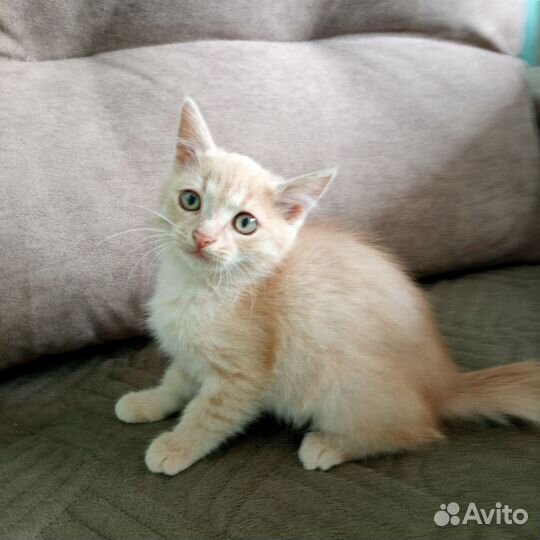 Котята сибирской кошки