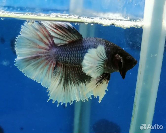 Петухи дамбо Халф Мун