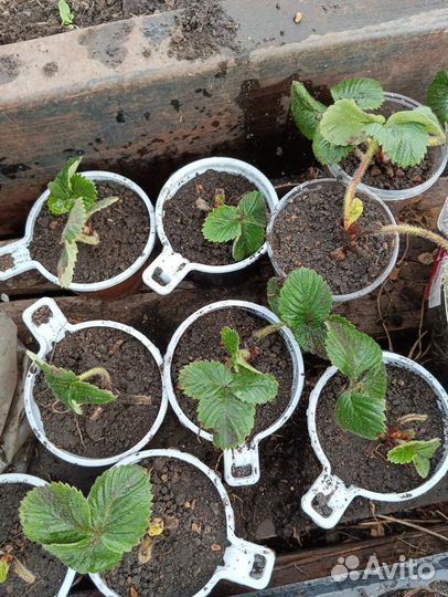 Саженцы виктории