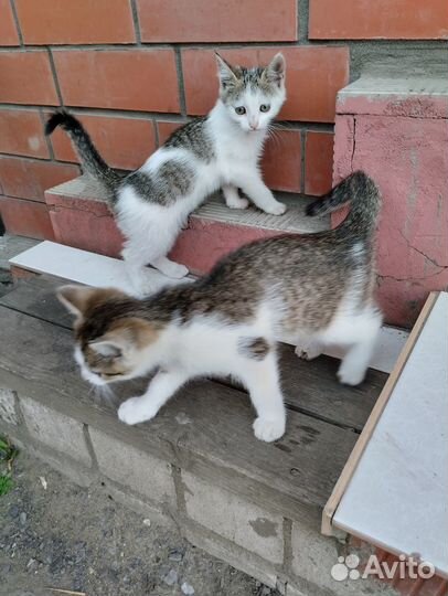 Отдам котят в добрые руки