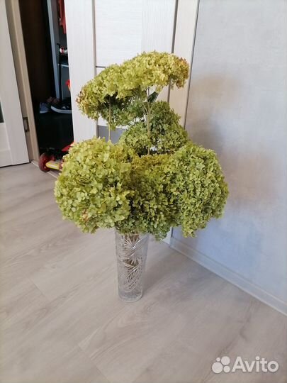 Гортензия сухоцвет