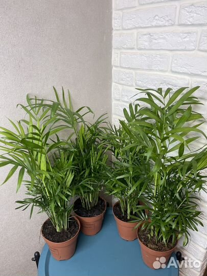 Пальма хамедорея комнатные цветы