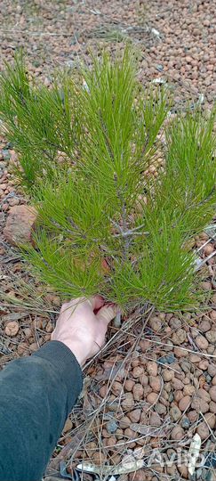 Сосна саженци пицундская