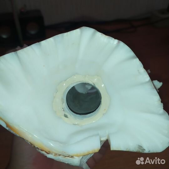 Ракушка сувенир