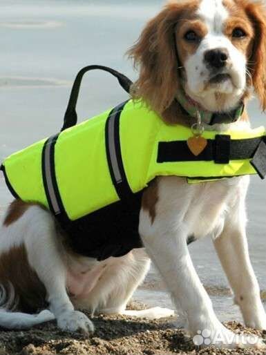 Жилет для собак