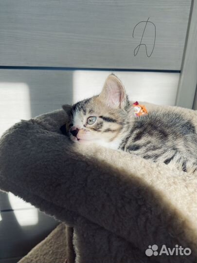 Кошечка отдам даром