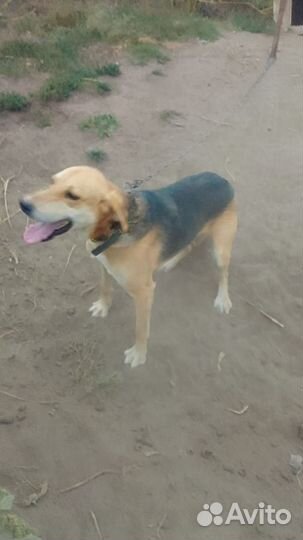 Русские гончие щенки