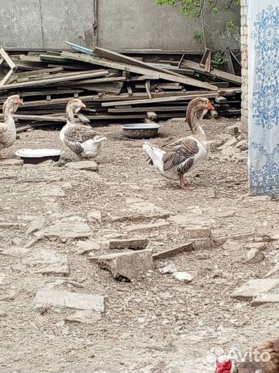 Холмогорские гуси