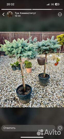 Ель Глаука Глобоза на штамбе 75 см