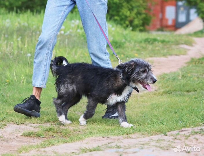 Ласковая Манечка, стерилизована